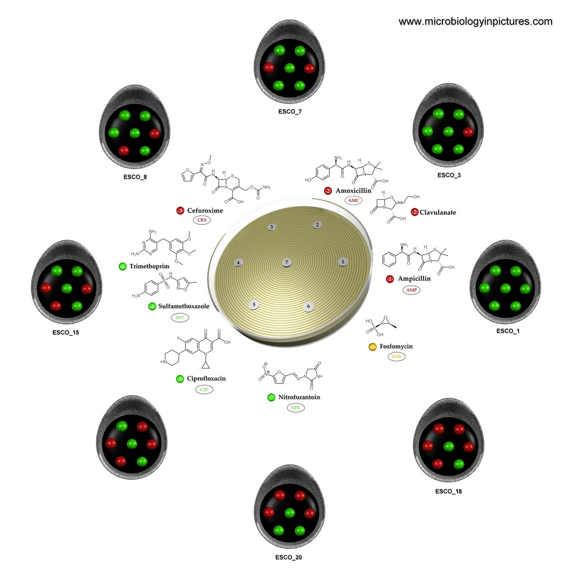 antibiotics for E.coli 