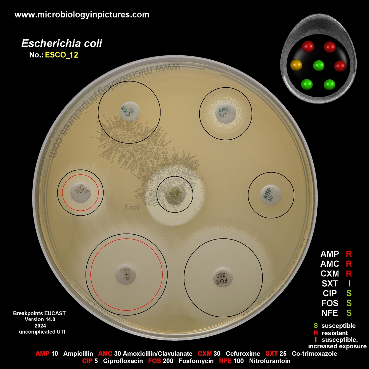 E.coli Amp C positive