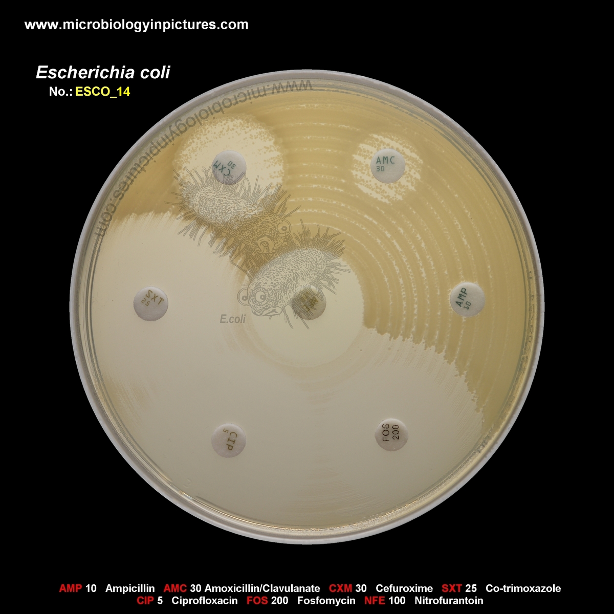 E.coli AmpC positive