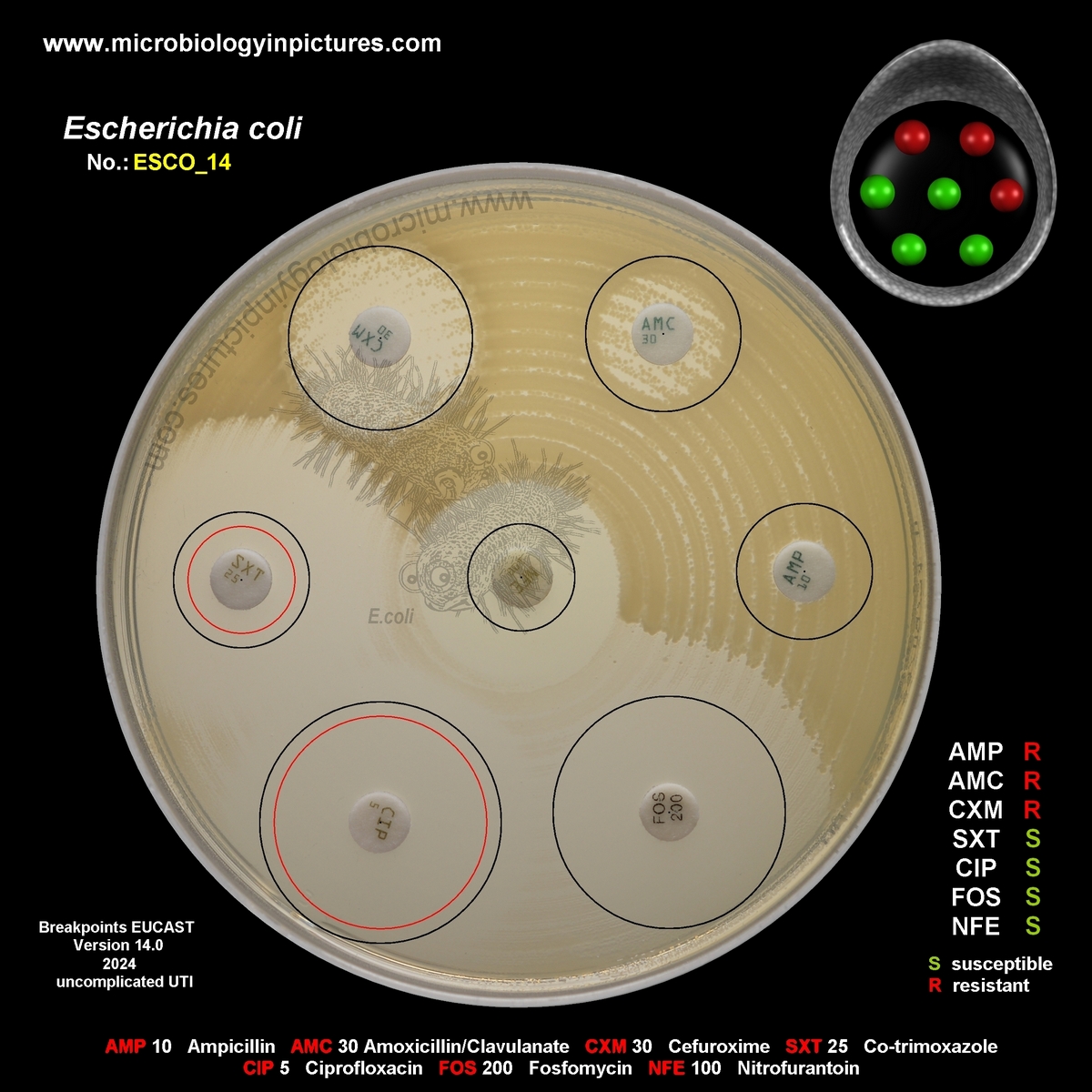 E.coli AmpC positive