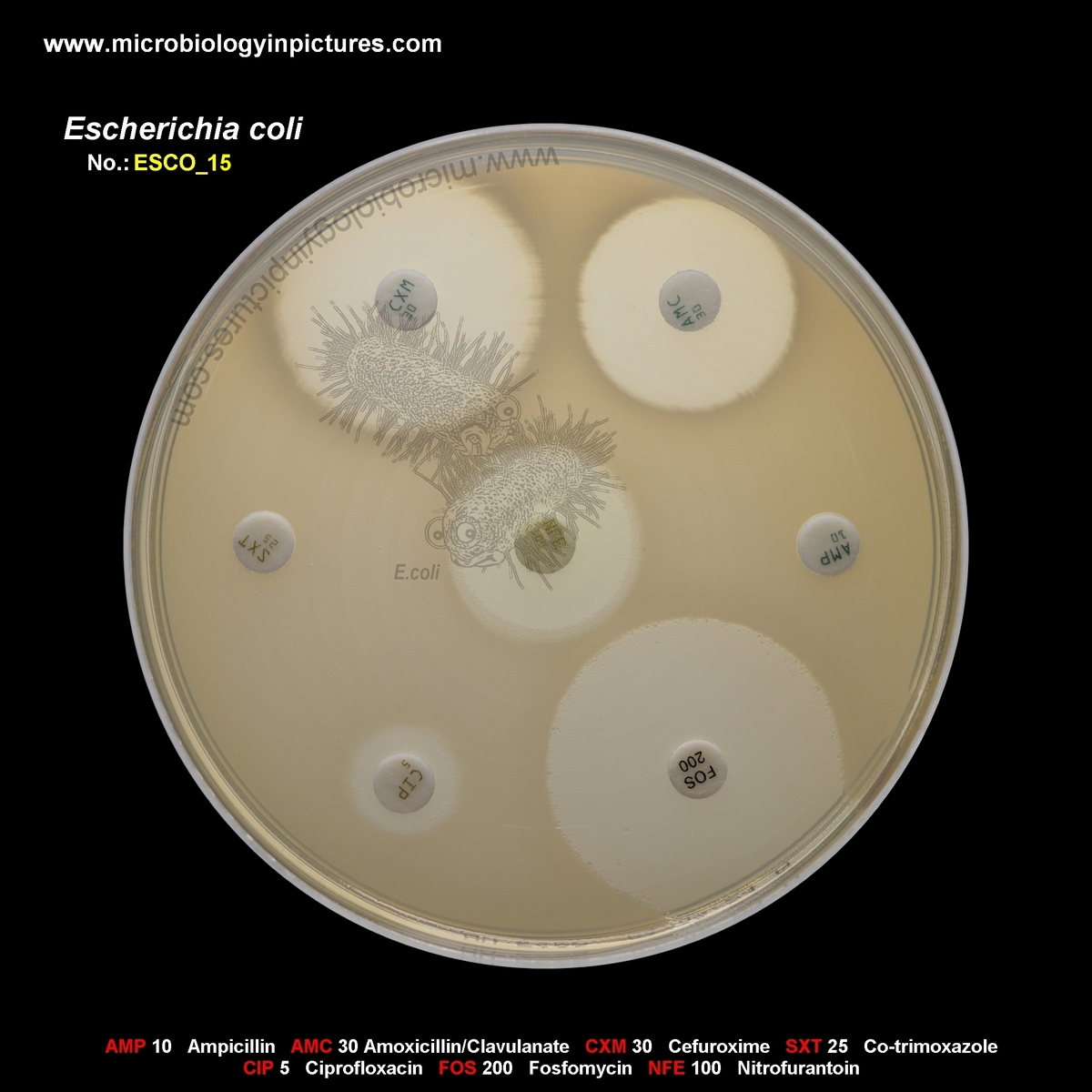 E.coli AMP, SXT, CIP resistant