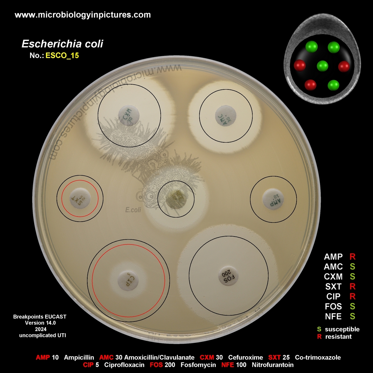 E.coli AMP, SXT, CIP resistant