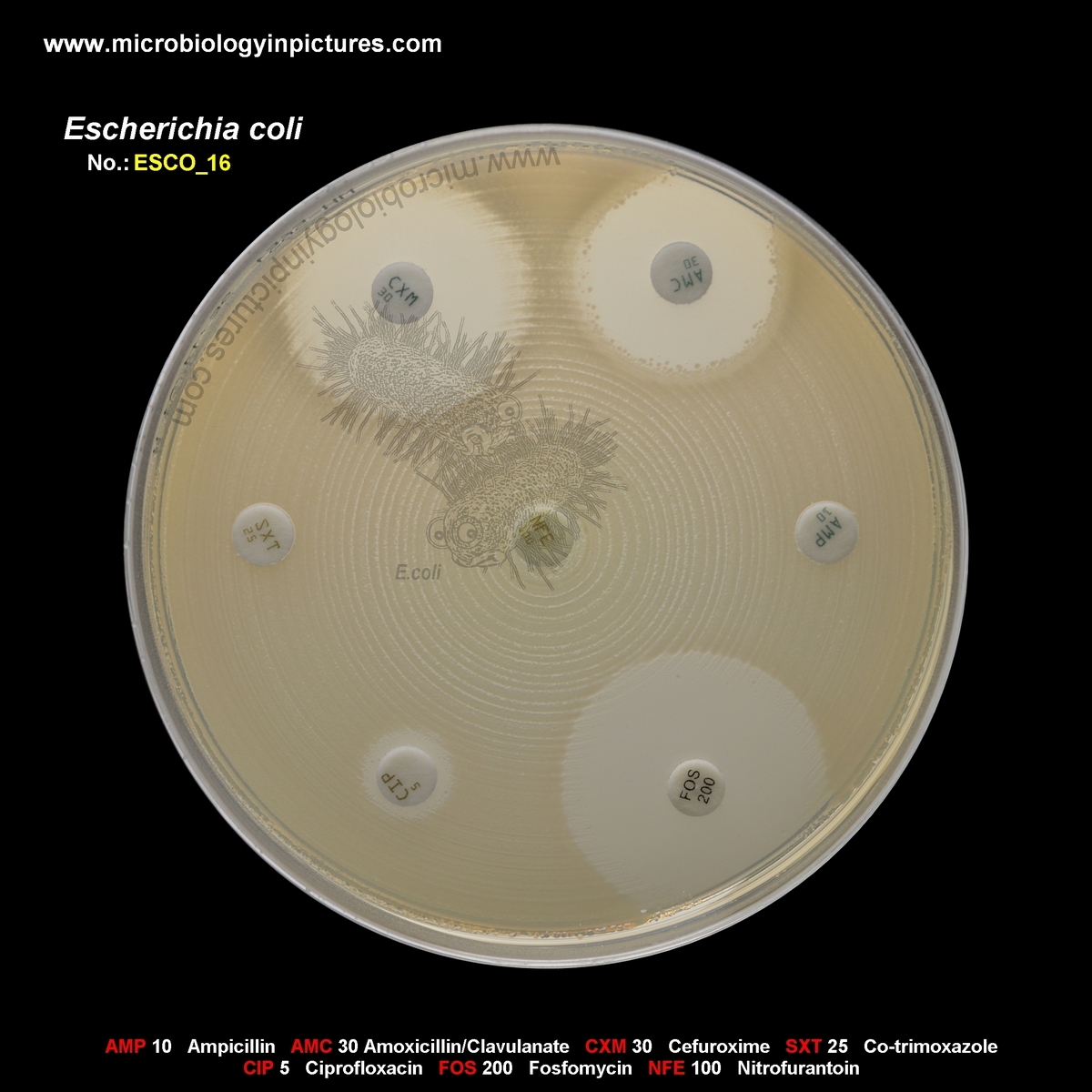 E.coli AMP, SXT, CIP, NFE resistant