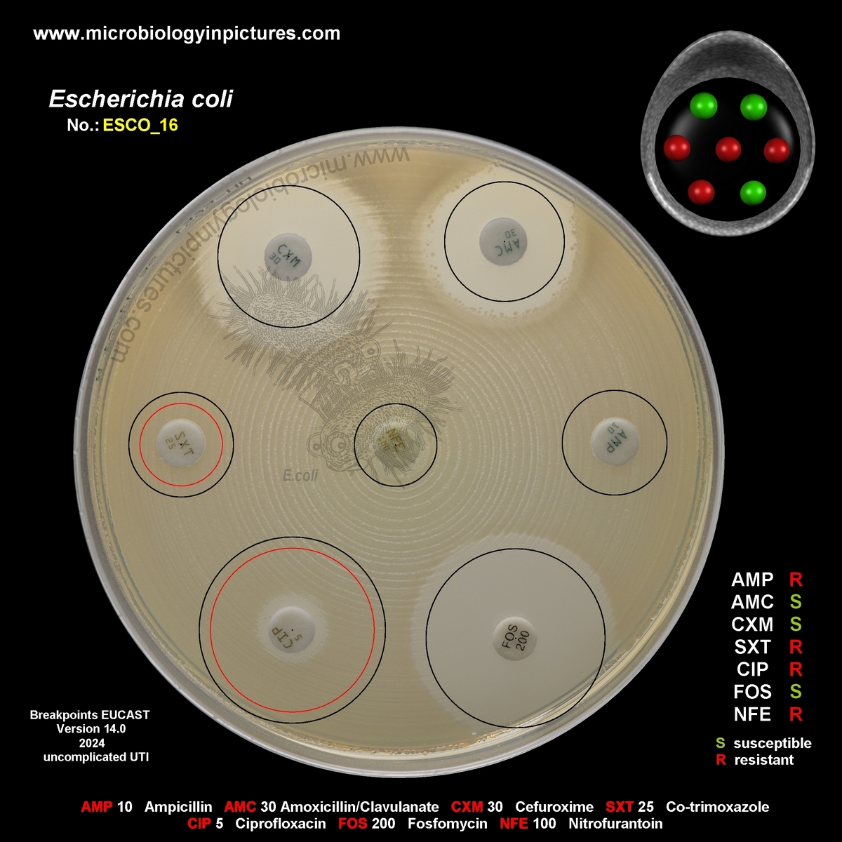 E.coli AMP, SXT, CIP, NFE resistant