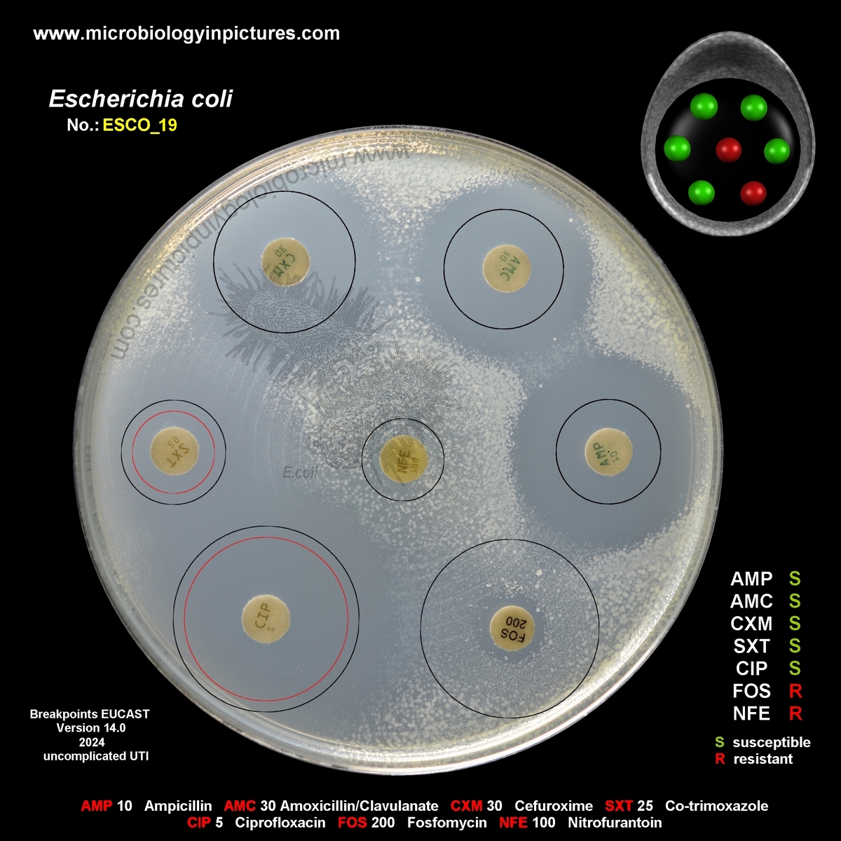 E.coli resistant to nitrofurantoin and fosfomycin