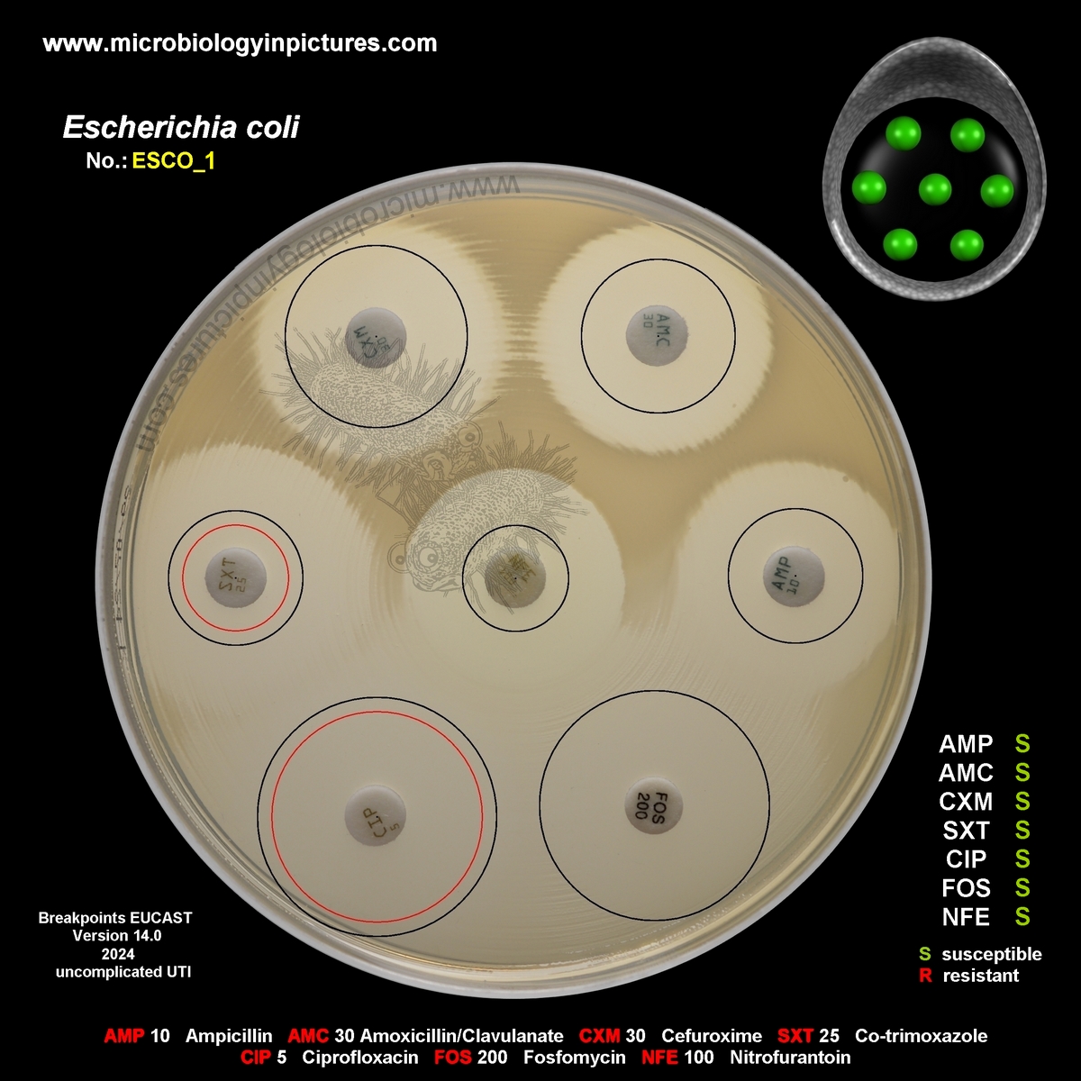 E.coli susceptible to antibiotics