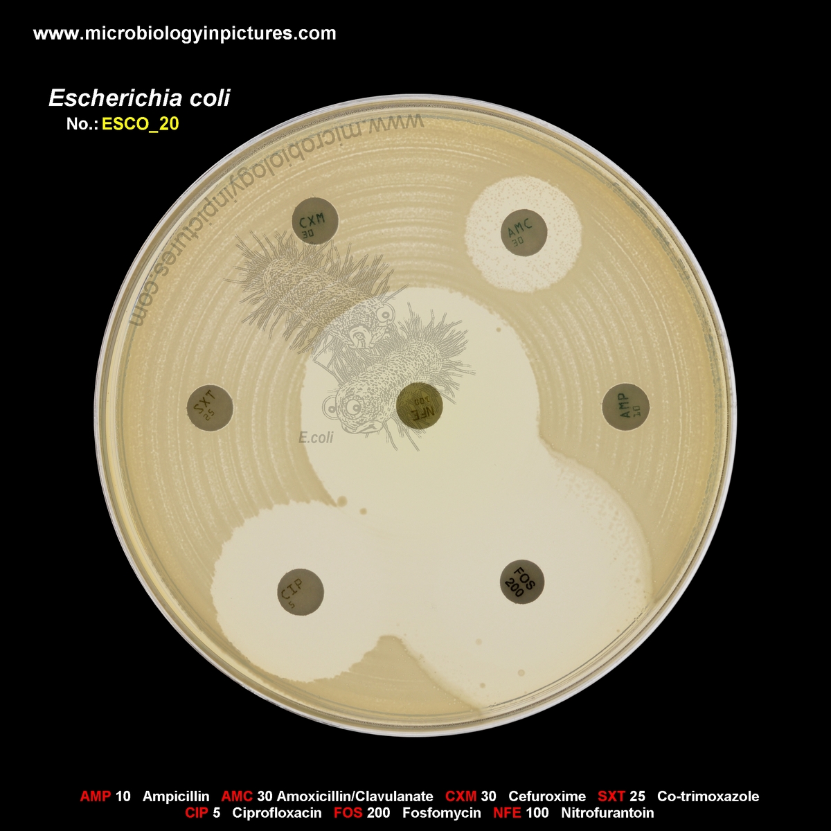 E.coli, 14 antibiotic tested