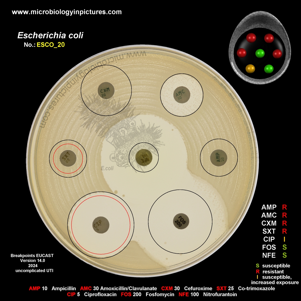 E.coli, 14 antibiotic tested