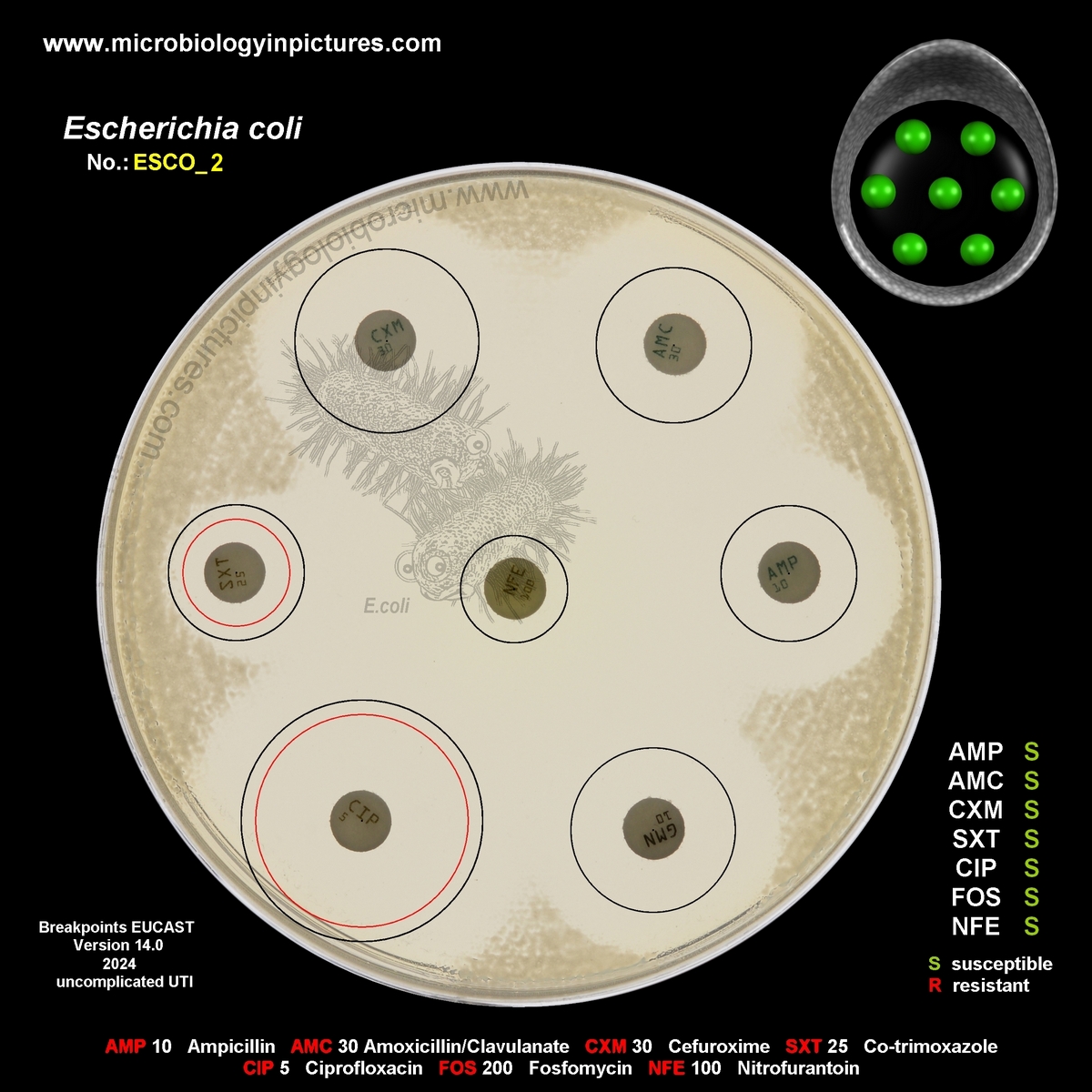 E.coli susceptible to antibiotics