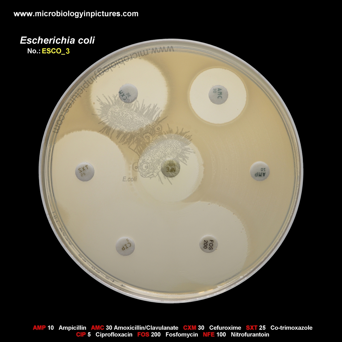 E.coli resistant to ampicillin