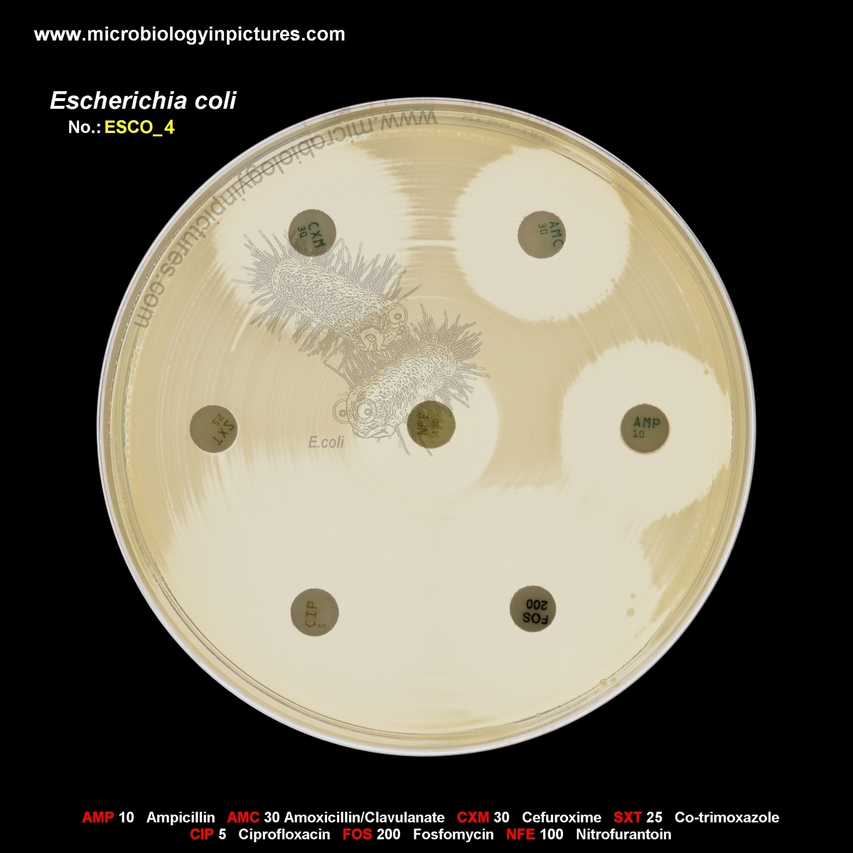 E.coli resistant to ampicillin