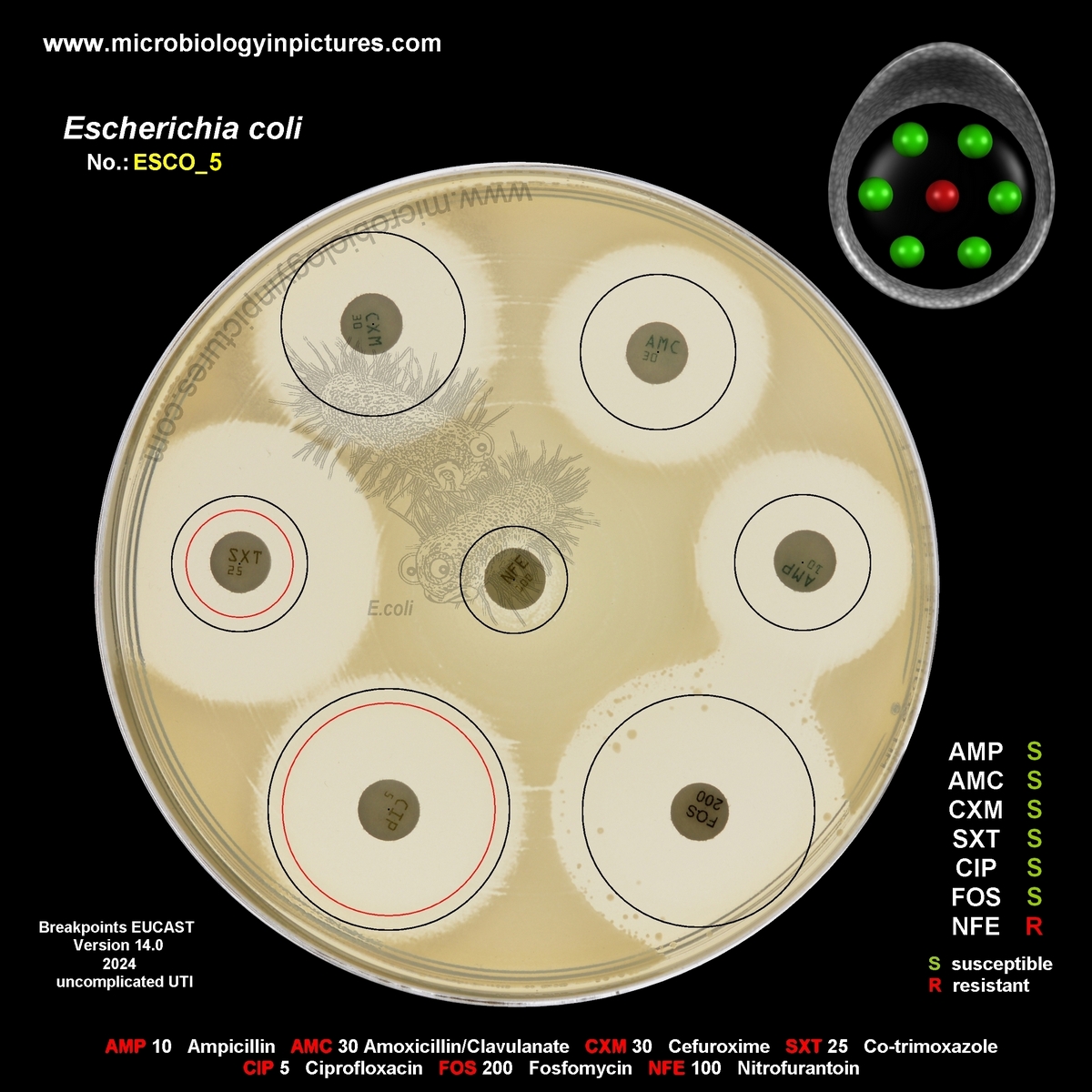 E.coli resistant to nitrofurantoin