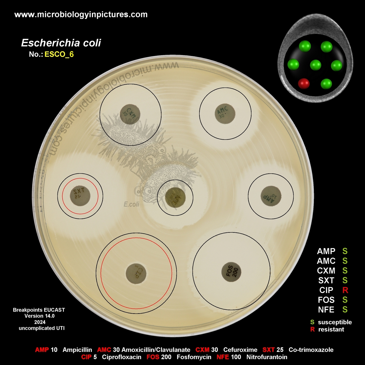 E.coli resistant to ciprofloxacin