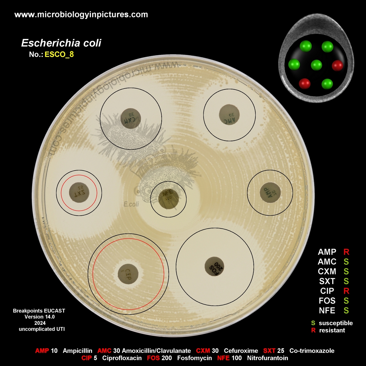 E.coli resistant to ampicillin and ciprofloxacin