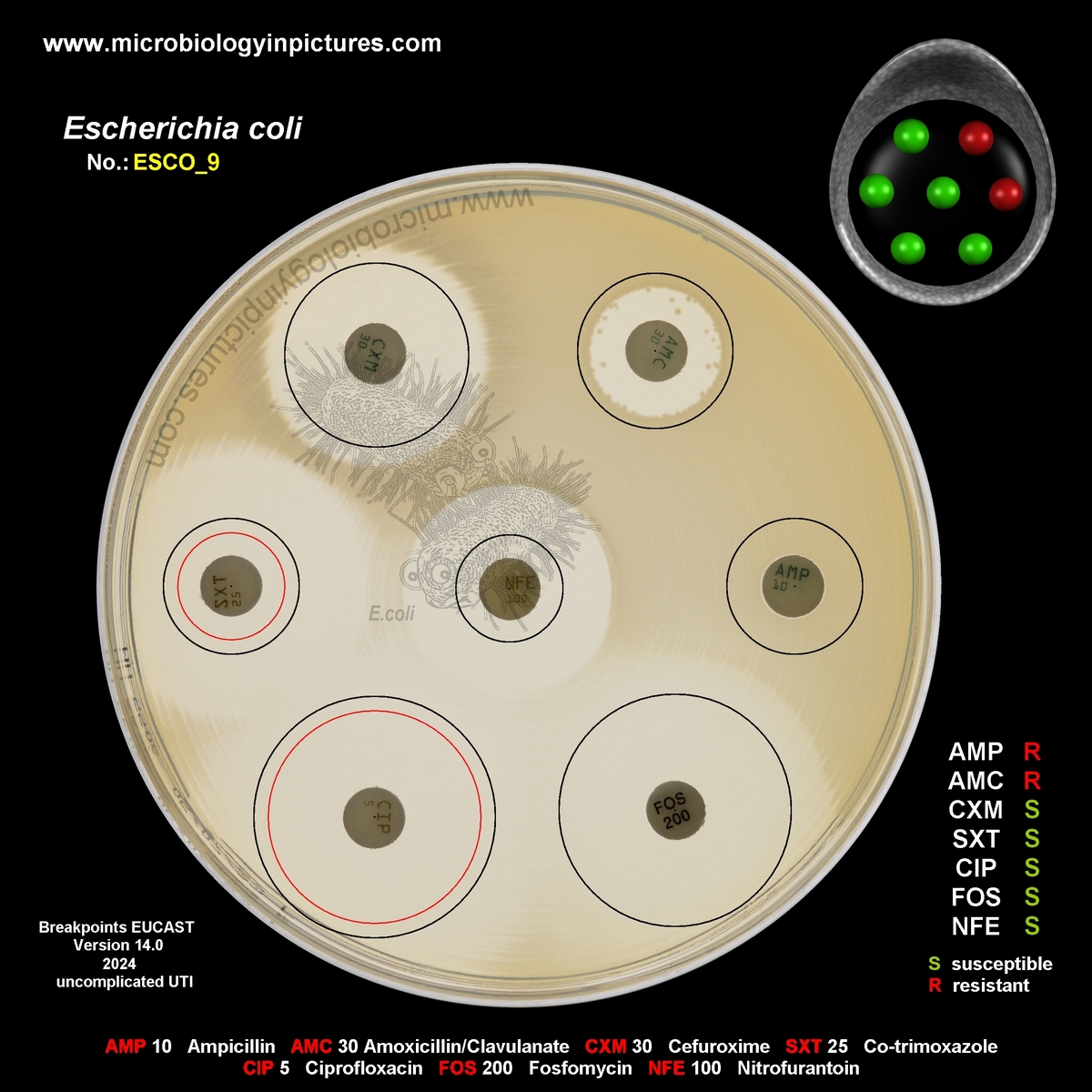 E.coli resistant to ampicillin and Augmentin (amoxicillin/clavulanate)