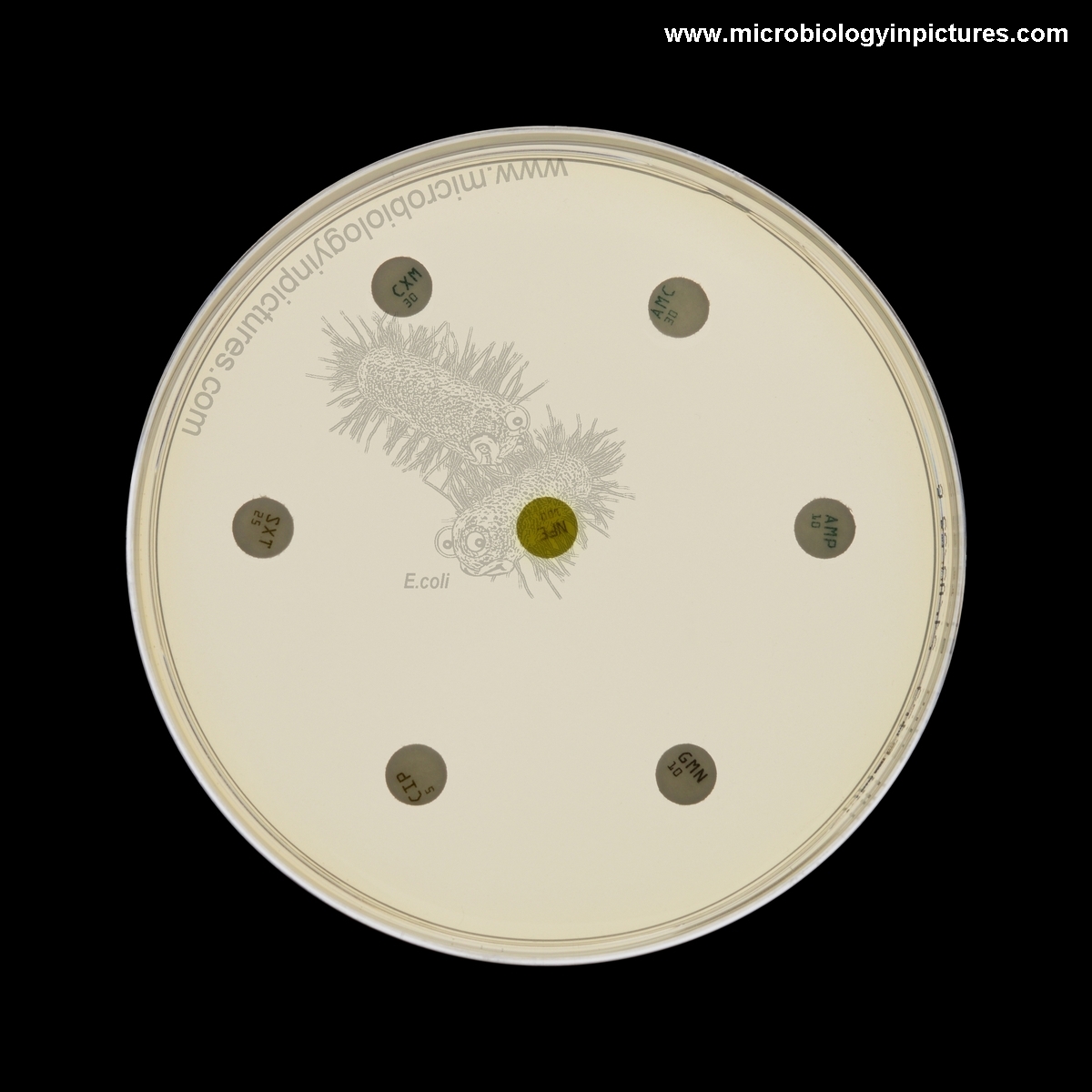 Inodulated plate with the antibiotic disks