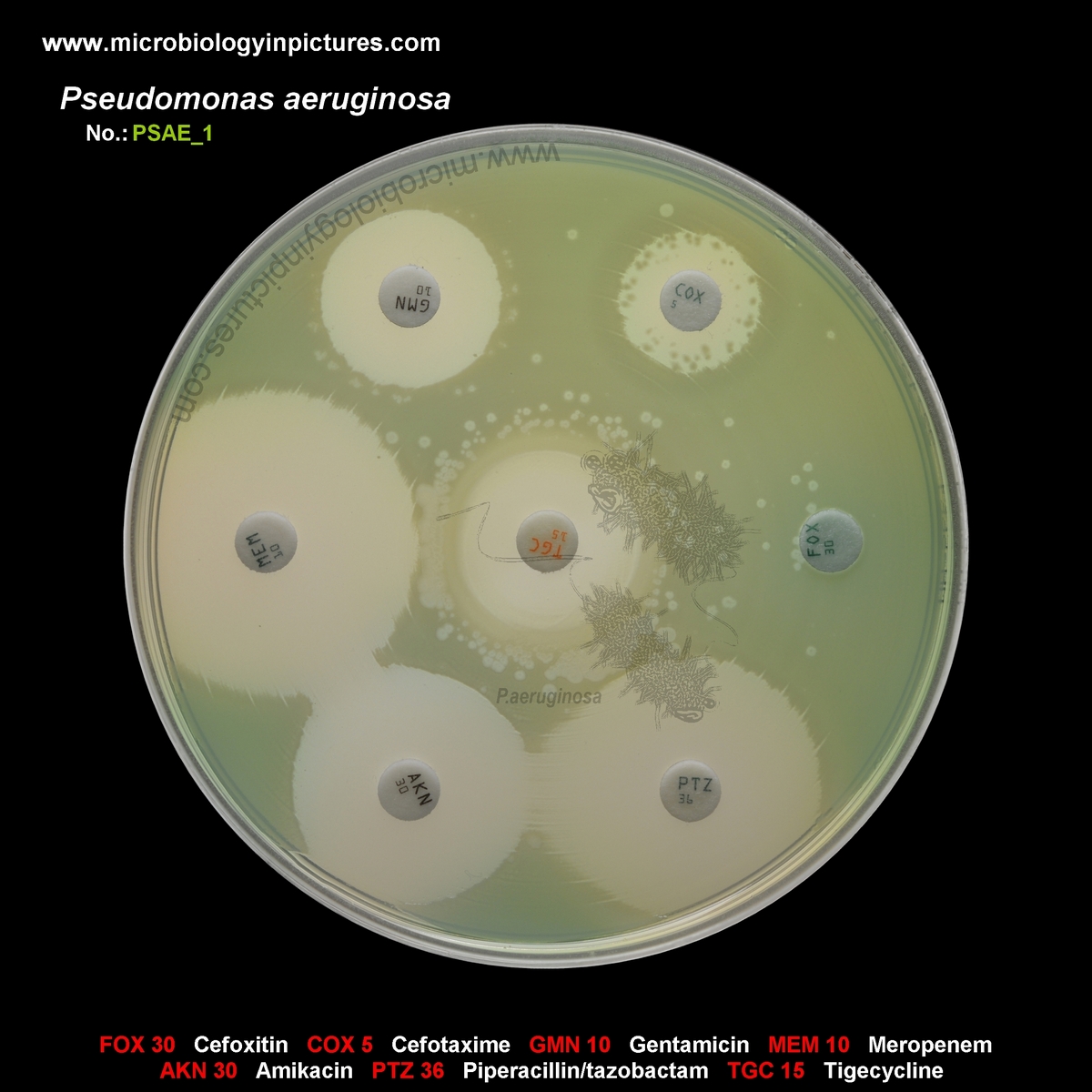 antibiotics that cover Pseudomonas aeruginosa