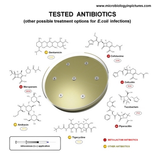 antibiotic structure2