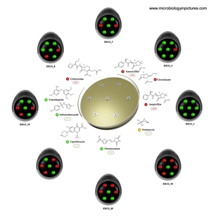 E.coli