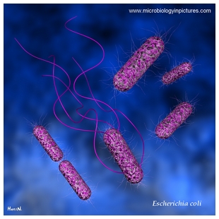 E.coli