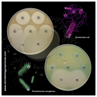 E.coli vs. P.aeruginosa susceptibility comparison