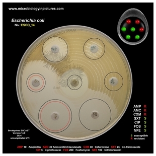 E.coli AmpC positive