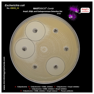 AmpC producing E.coli