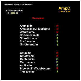 E.coli AmpC antibiogram