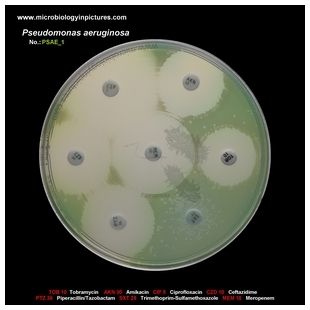 p.aeruginosa antibiotic testing