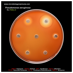 p.aeruginosa antibiotic testing