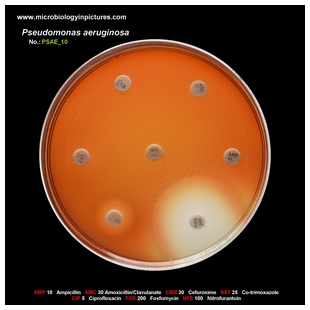 p.aeruginosa antibiotic testing