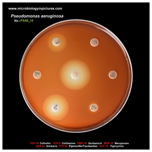 p.aeruginosa antibiotic testing