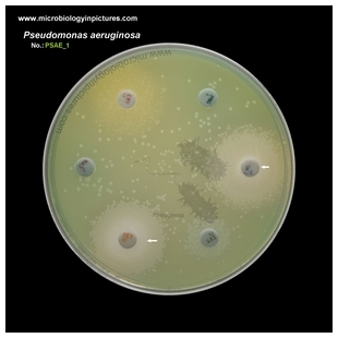 p.aeruginosa antibiotic testing