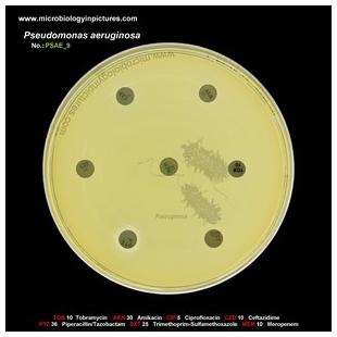 p.aeruginosa antibiotic testing