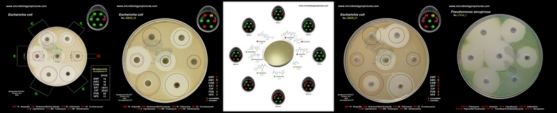 disk diffusion testing page