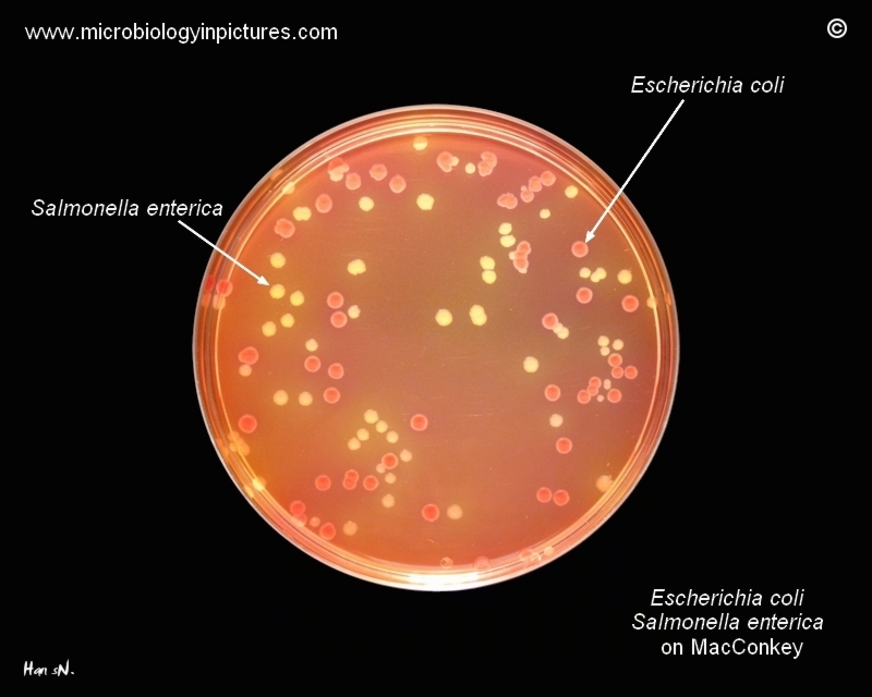 macconkey agar salmonella