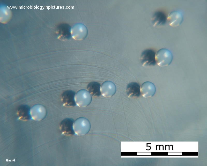 s.epidermidis colony morphology on agar