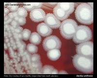 bacillus anthracis colonies on blood agar