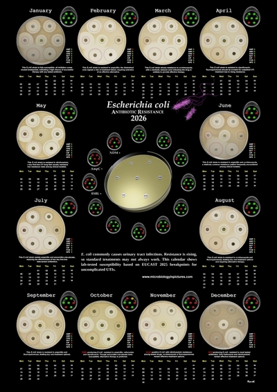 calendar antibiotic resistance in E.coli 2026