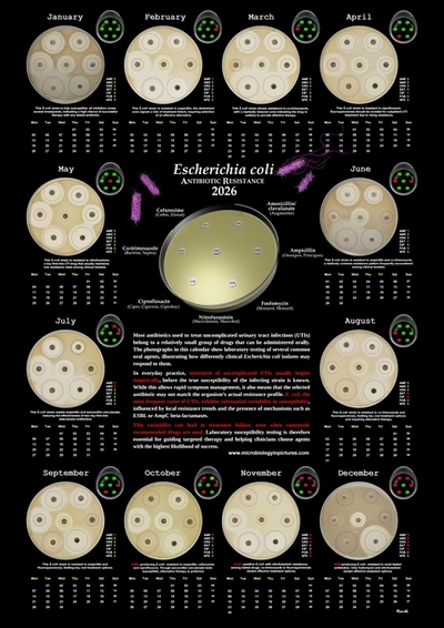 calendar variability of antibiotic resistance in Escherichia coli 2026