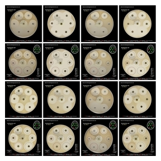 how susceptibility to antibiotics is tested