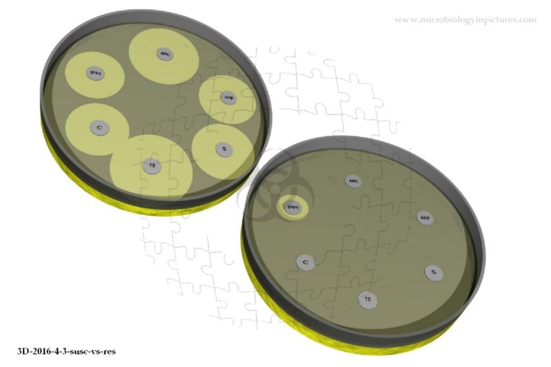 atb testing in Petri dish